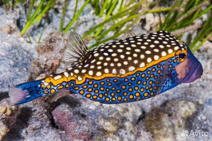 Рыбка Ангел Диакантус