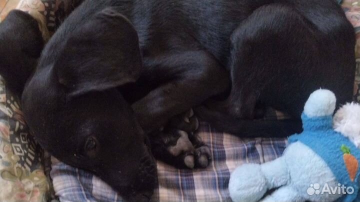 Щеночек подрощенный в дар