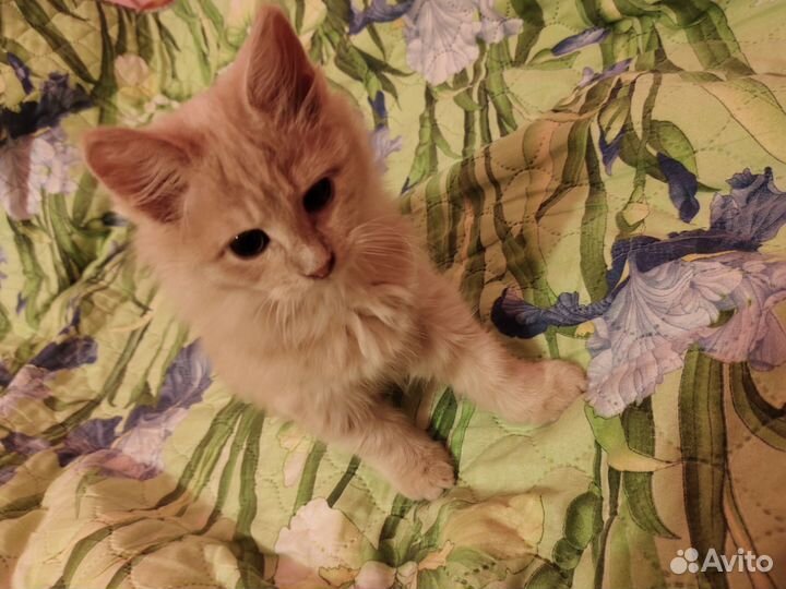 Котенок