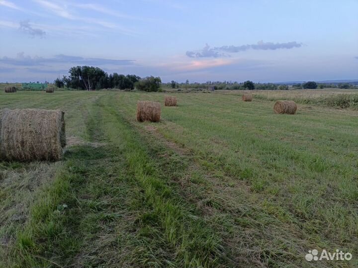 Продам сено в рулонах свежий укос