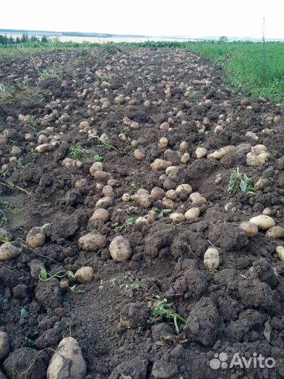 Картофель с доставкой на дом