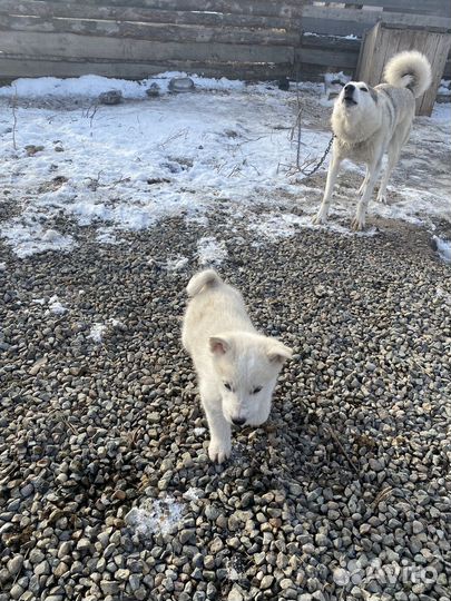 Щенки западно сибирской лайки