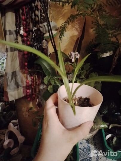 Цветы комнатные разные, колеус бегония, сингониум