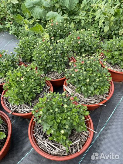 Хризантемы мультифлора