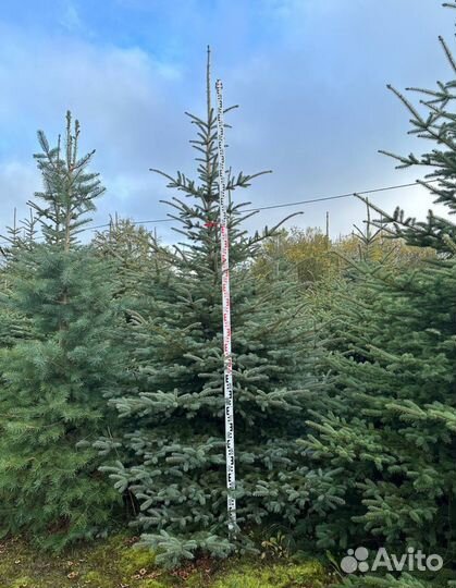 Ели голубые крупномеры
