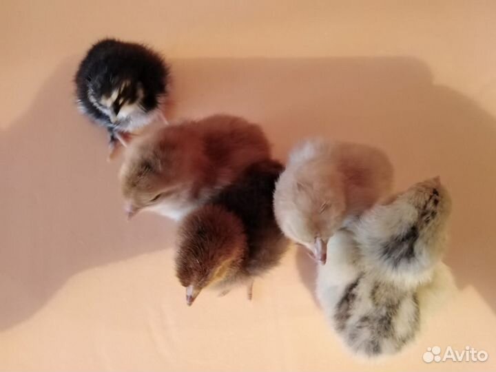 Цыплята цветные