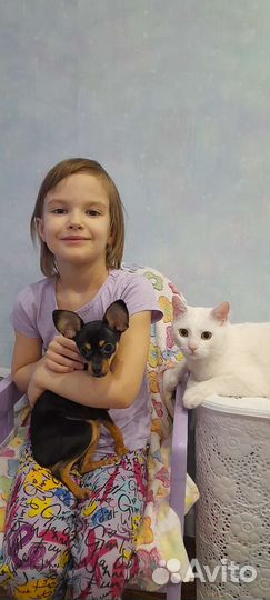 Передержка квартирных кошек/собак