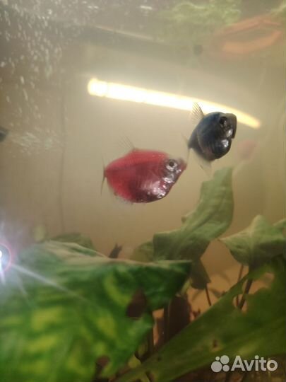 Рыбки тернеция