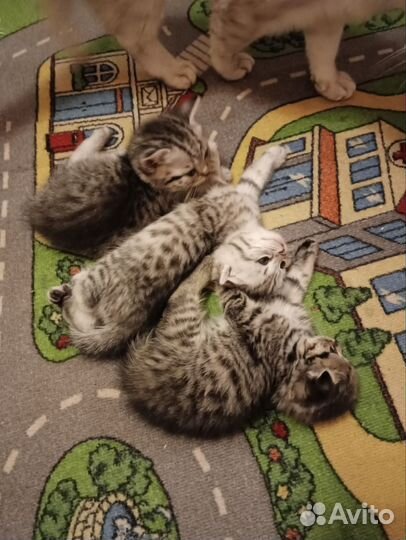 Британские котята