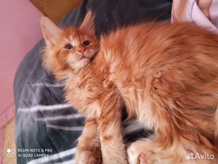 Котята мейн-кун 6 мальчиков и 6 девочек