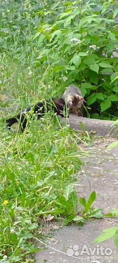 Котята ищут дом или передержку