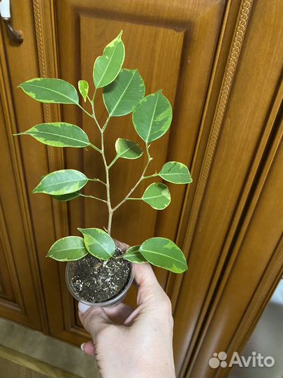 Комнатные цветы