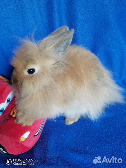 Карликовые кролики