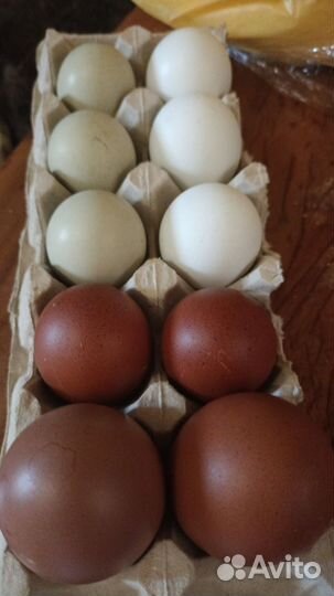 Цыплята бройлера, несушки, цветное яйцо