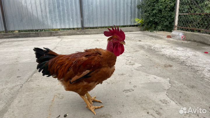 Птицы домашние куры
