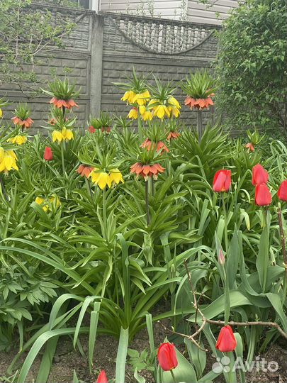 Рябчик императорский