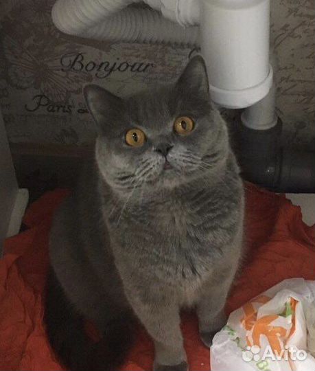 Британская