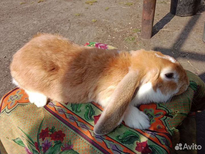 Французский баран