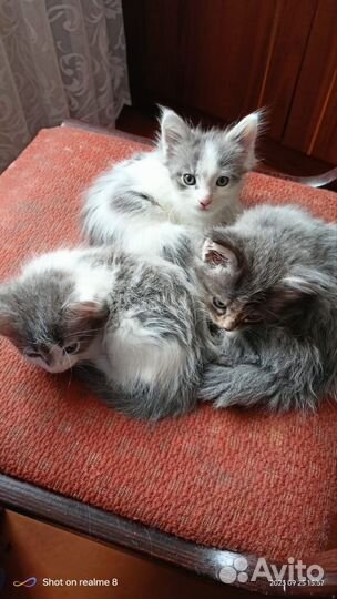 Котята мейн-кун