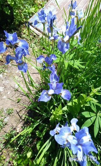 Лилейники, ирисы, хосты