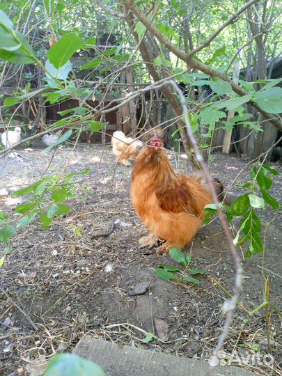 Петух китайский шелковый