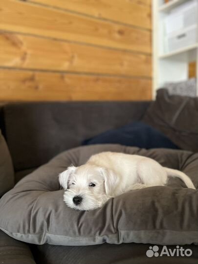 Белый цвергшнауцер