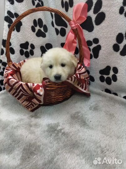 Двортерьер