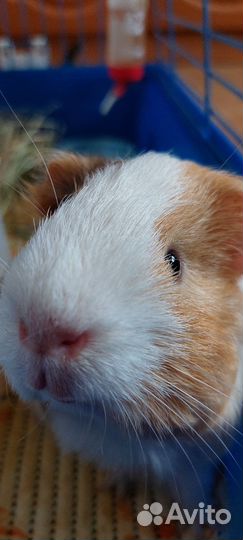 Морская свинка девочка