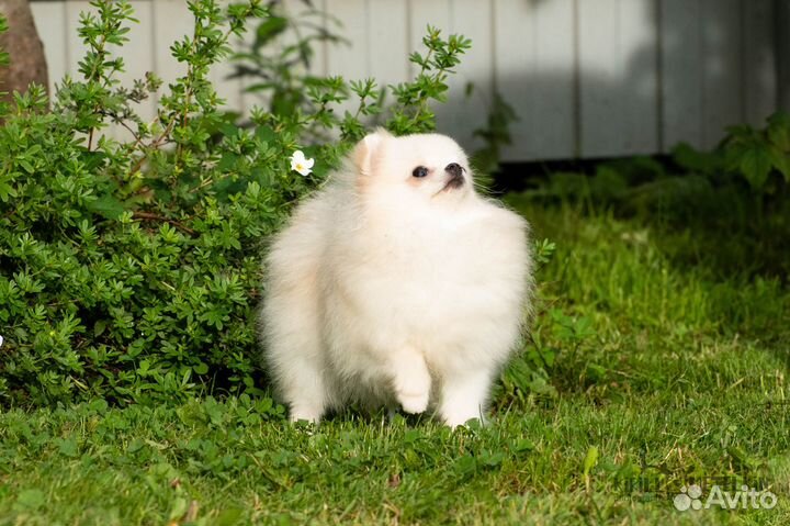 Мини девочка