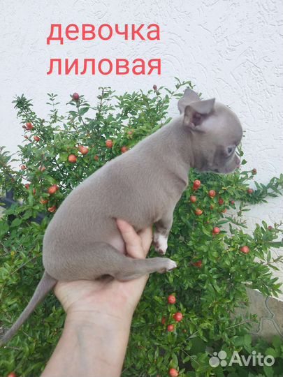 Щенки чихуахуа