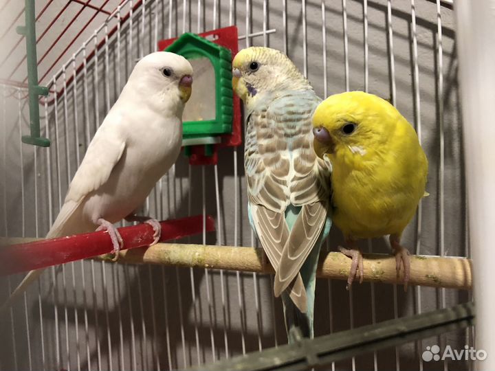 Попугай 3шт с Клеткой