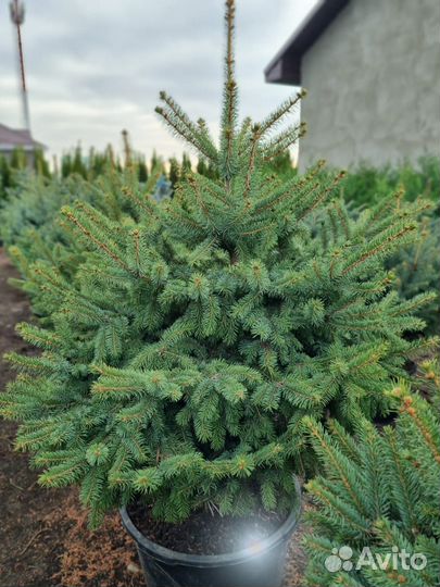 Ель Глаука пышная фомированная в горшке