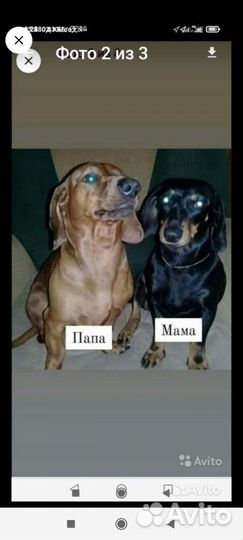 Такса стандартная