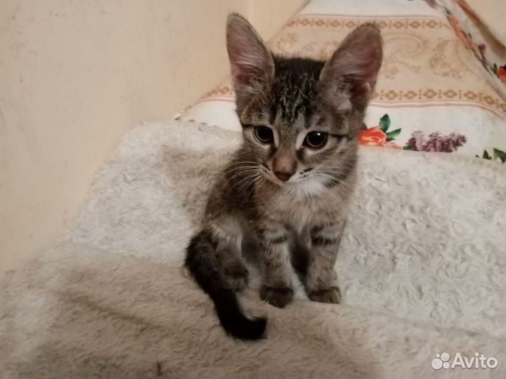 Ищем дом для котят