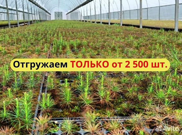 Сеянцы сосны обыкновенной зкс