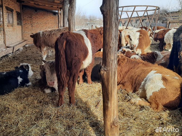 Бычки телочки герефорды сементалы белоголовые