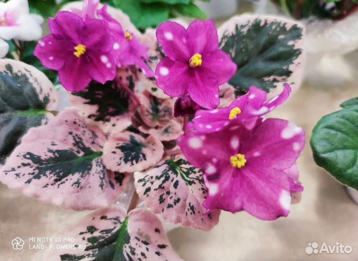 Фиалки сортовые детки