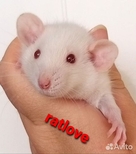 Крысята дамбо мальчики