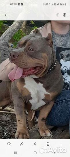 Американский булли покет вязка