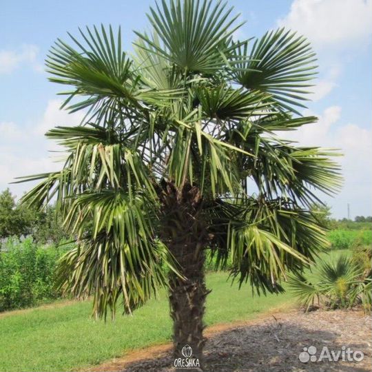 Семена пальмы трахикарпус