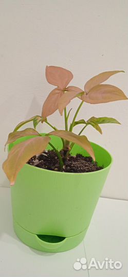 Регина ред сингониум