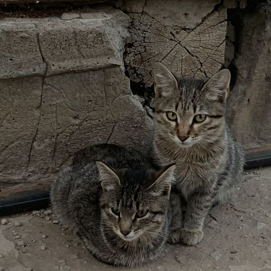 Отдам котят в добрые руки, бесплатно