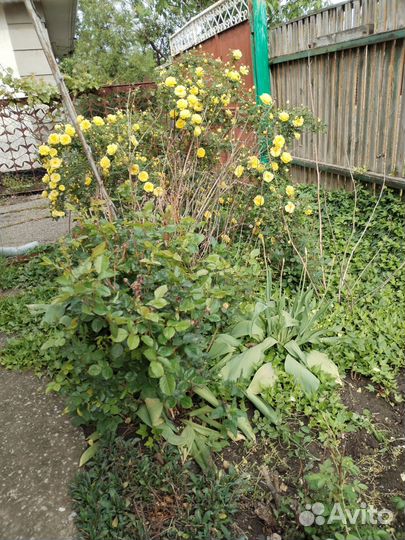 Роза жёлтая