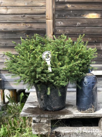 Ели для сада