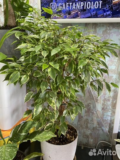 Фикус бенджамина