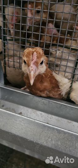 Куры молодки несушки 15 недель(3 месяца)