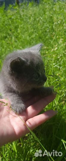 Красивые котята