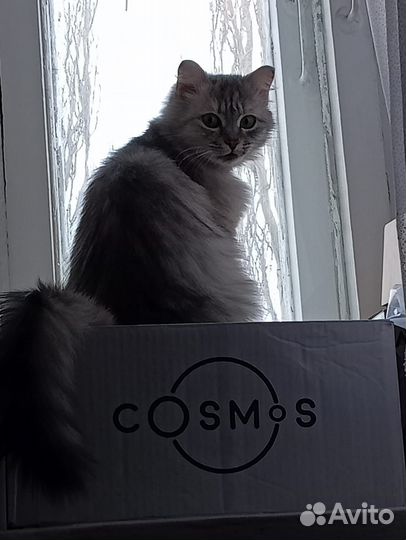 Сибирская кошка