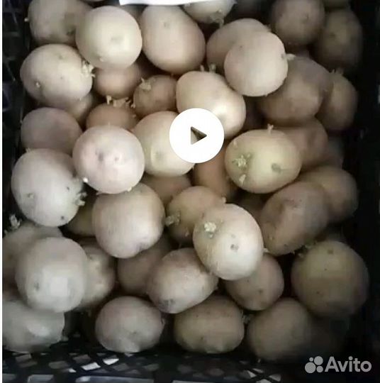 Семенной картофель