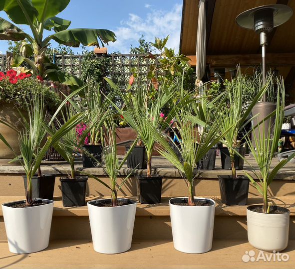 Пальма Вашингтония нитевидная